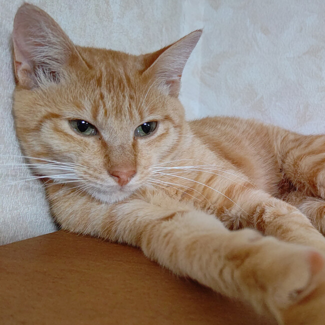 ねこきち村Westenのカバー写真