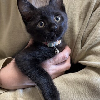 里親決定。黒猫しょうり君