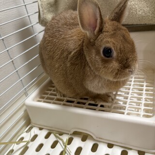 去勢済　良い子です