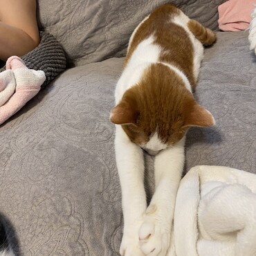 とらのすけの写真