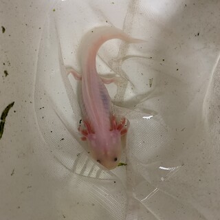 ウーパールーパー