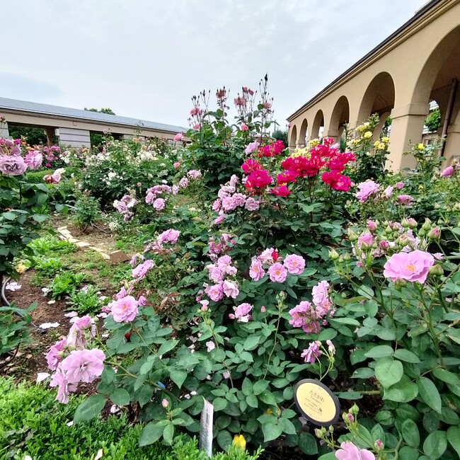 まんまるままのカバー写真