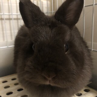 （決まりました）純血種ネザーランドドワーフの女の子