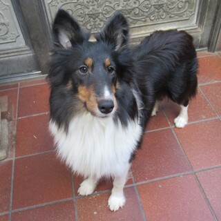 シエルティ　決定