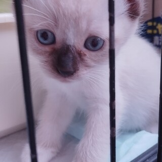 里親様とやり取り中