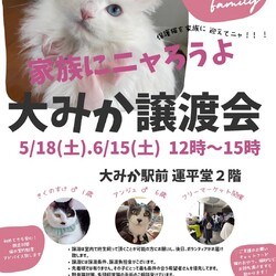 家族にニャろうよ 大みか譲渡会」（ひまわりのイベント #22200