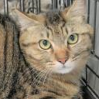 譲渡されました。