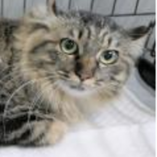 譲渡されました。