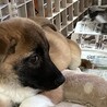 まだ子犬ルカくん❗️ずっとの家族を‼️
