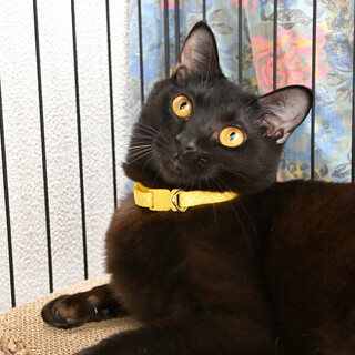 ダン：虚無顔の甘えたさん