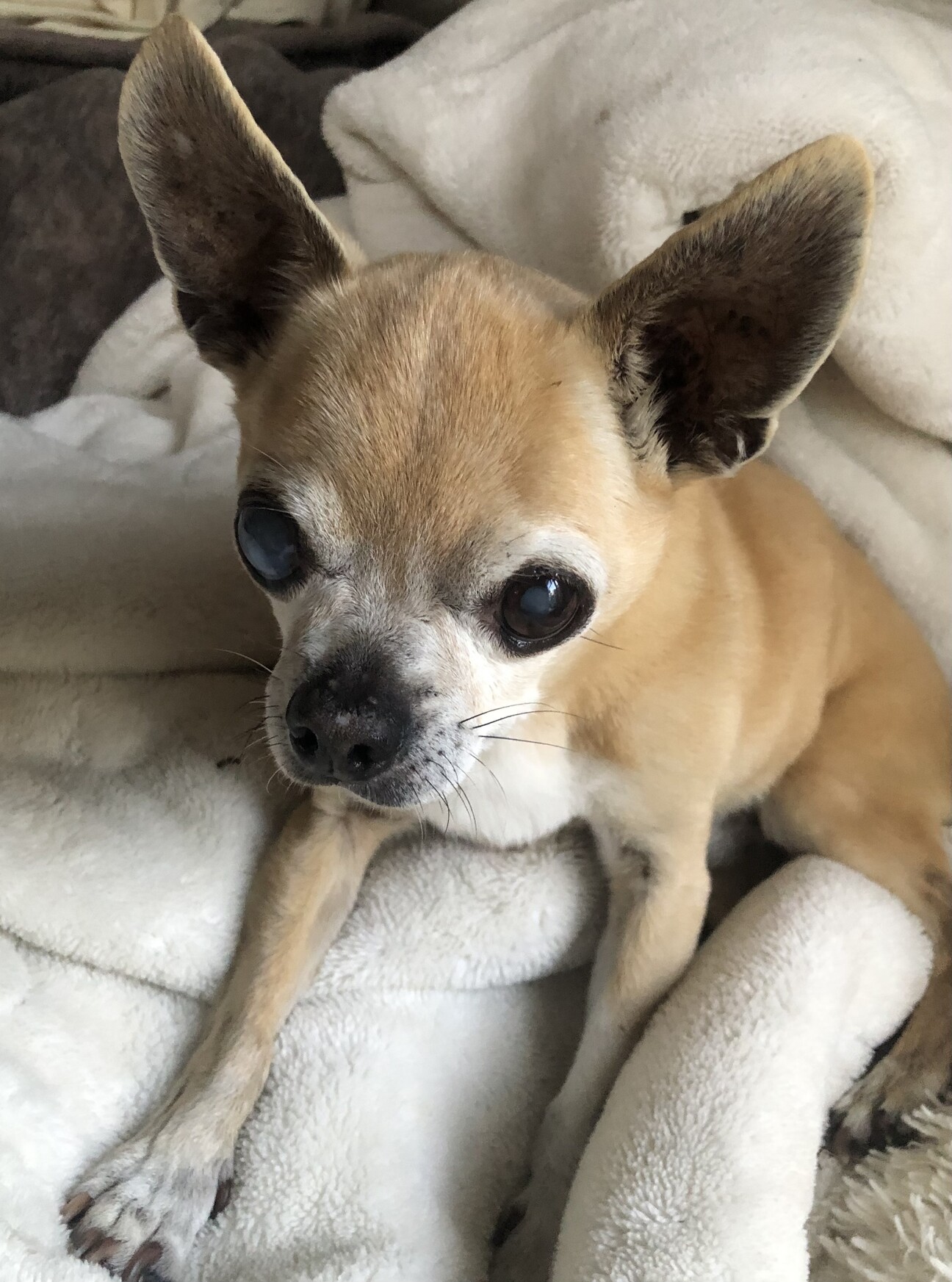 チワワ♂」神奈川県 - 犬の里親募集(488274) :: ペットのおうち【里親