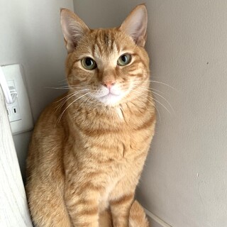 【サトナカ】心を許した相手ならナデナデOK！