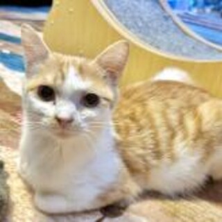 猫初心者向け１1か月茶白ナツ君、人間大好きスリスリ