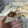 パパのゴールデンハムスター　りらくんです