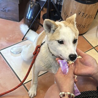 上目遣いがかわいい男の子『ふくたん』