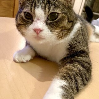 不参加【5/26東銀座】カリラちゃん★10歳♪