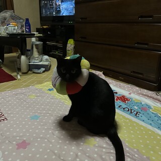 可愛い黒オスちゃん