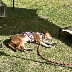 「Jとのキャンプ日記」サムネイル3