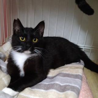 白黒エプロン、白タビ、男の子７カ月