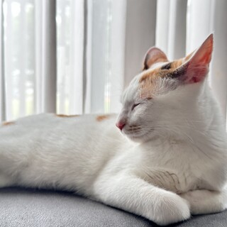 猫ちゃんを大切にしてくれる人