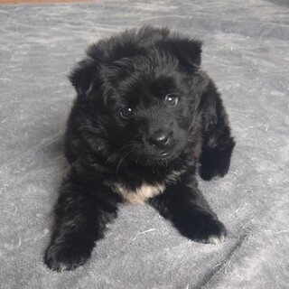 1ヶ月半のふわふわかわいい女の子「ジェニーちゃん」