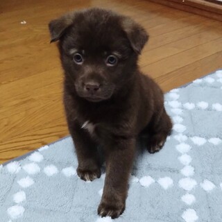 1ヶ月半チョコレート色の」広島県 - 犬の里親募集(488301) 5枚目の