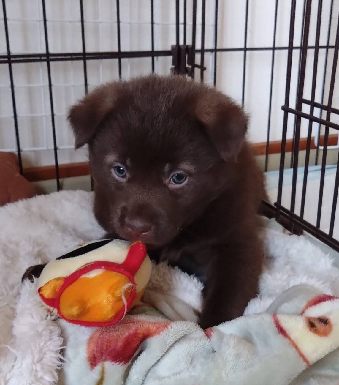 今日からシェフだワン チョコブラウン 犬 アーティストベア 海外作家様 1ヶ月半チョコレート色の」広島県 - 犬の里親募集(488301) 5枚目の