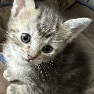 小柄で綺麗なアメショ柄の子