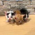 子猫　　生後約1ヶ月〜