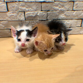 子猫　　生後約1ヶ月〜