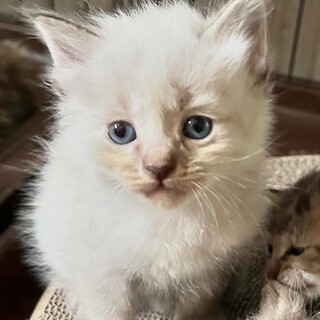 長毛シャムトラ青い目の男の子