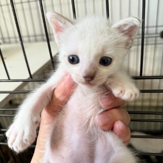 ブルーアイの小顔なシャムトラ君