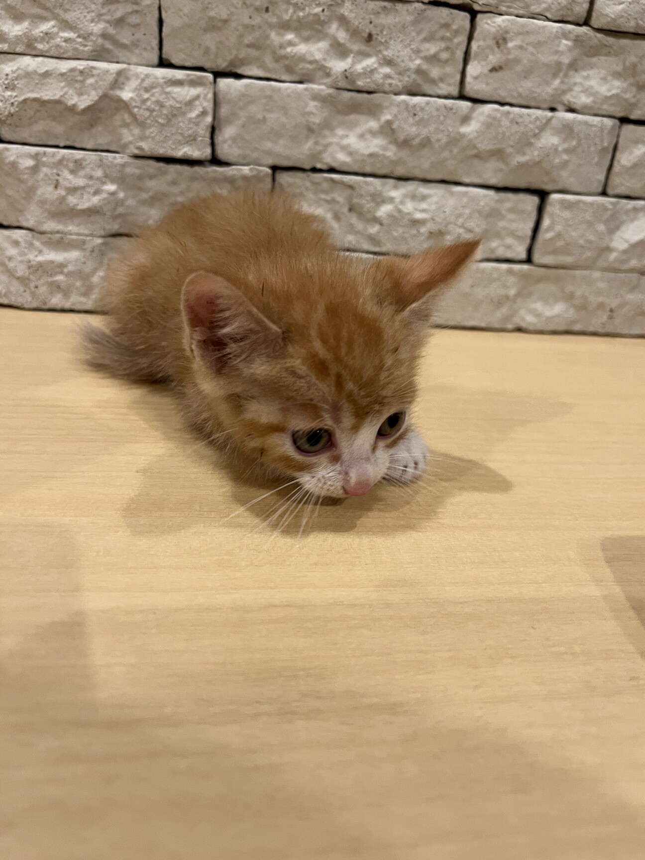 茶トラ 子猫 生後約1ヶ月〜」埼玉県 - 猫の里親募集(488307