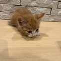 茶トラ　子猫　生後約１ヶ月〜