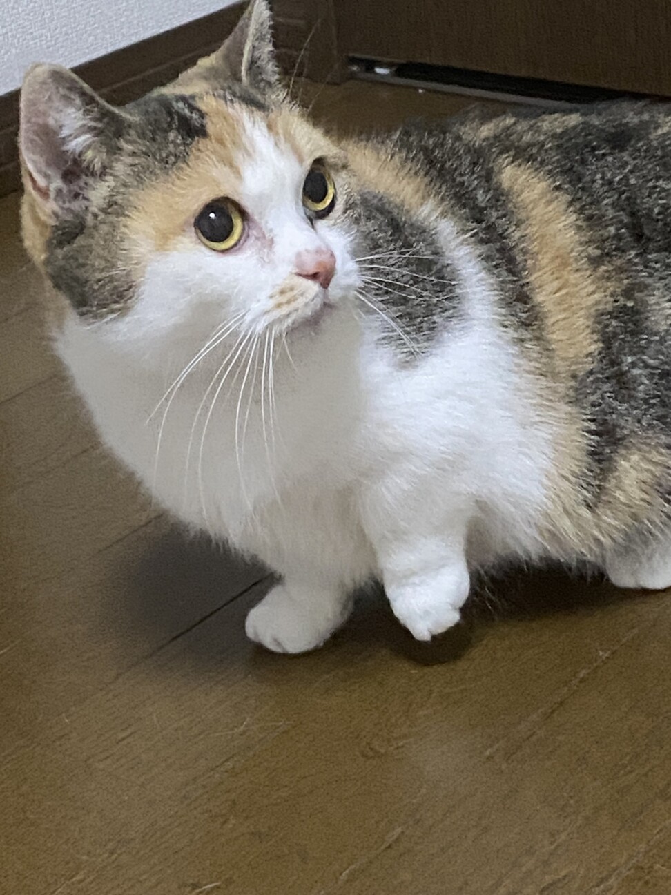 マンチカンの梅ちゃん」千葉県 - 猫の里親募集(488309) 2枚目の画像