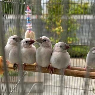 シルバー文鳥のこども譲ります