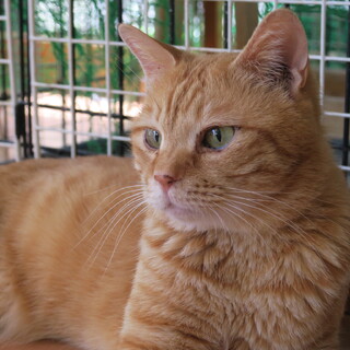 超甘えん坊の茶トラふくちゃん４歳。気の良い子