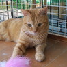 超甘えん坊の茶トラふくちゃん４歳。気の良い子 サムネイル2
