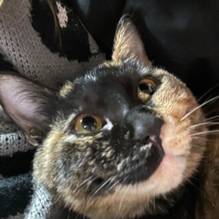 甘えん坊サビ柄女の子