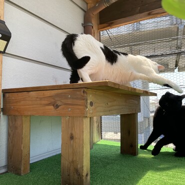 まつり「鉄兄、あっち行って！」