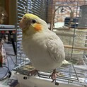 〔里親様決定しました〕オカメインコ ヒナ