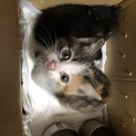子猫　三毛猫・