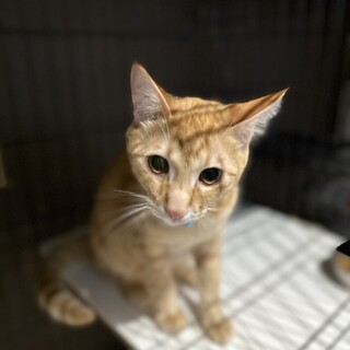 とっても人懐こかわいい茶トラ　約1歳