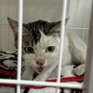 緊急で里親募集中です！超絶甘えん坊ちゃんです！