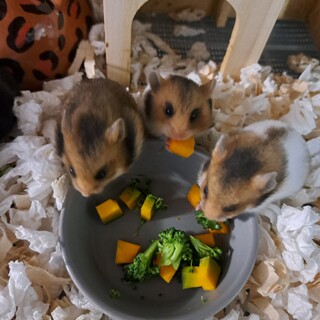 決まりました☆ゴールデンハムスター