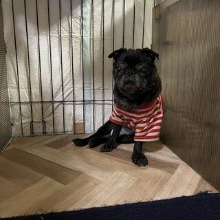 10歳のパグの里親さんになってくれる方募集します