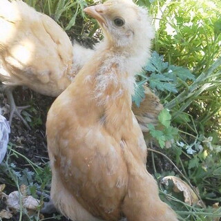 名古屋コーチンひよこ２羽　里親様募集