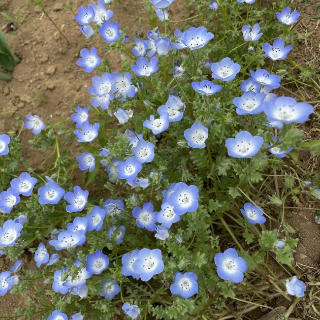 MaedaCのカバー写真