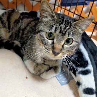 優しい美猫さん