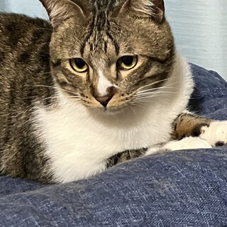 ドンくん　オス　1歳4ヶ月くらい